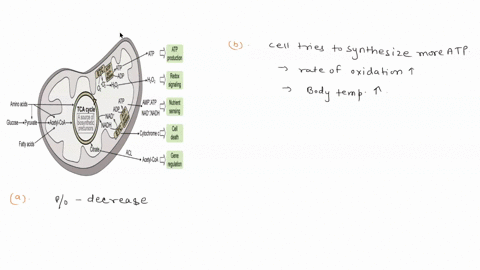 in-normal-mitochondria-the-rate-of-electron-transfer-is-tightly-coupled-to-the-demand-for-atp-when-the-rate-of-use-of-atp-is-relatively-low-the-rate-of-electron-transfer-is-low-when-demand-f-67734