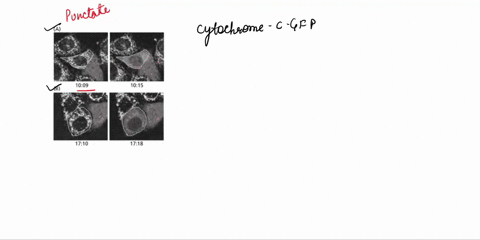 18-when-human-cancer-cells-are-exposed-to-ultra-violet-uv-light-at-90-mcm-most-of-the-cells-undergo-apoptosis-within-24-hours-release-of-cytochrome-c-from-mitochondria-can-be-detected-as-ear-85047