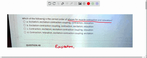 which-of-the-following-the-correct-order-of-phases-for-muscle-contraction-and-relaxation-excitation-excitation-contraction-coupling-contraction-relaxation-excitation-contraction-coupling-con-97578