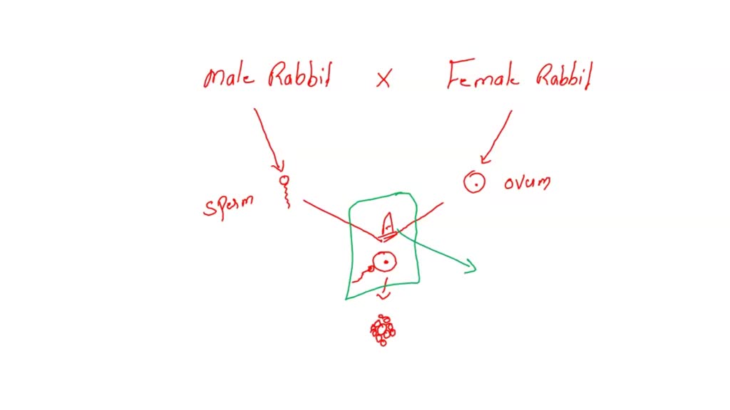 SOLVED: The diagram represents the sexual reproduction and development