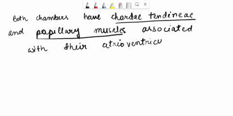 inside-the-left-ventriclethe-aortic-vestibule-is-the-smooth-walledsuperior-region-that-leads-to-the-aortait-is-similar-to-the-conus-arteriosus-in-the-right-ventricledescribe-another-structur-35599
