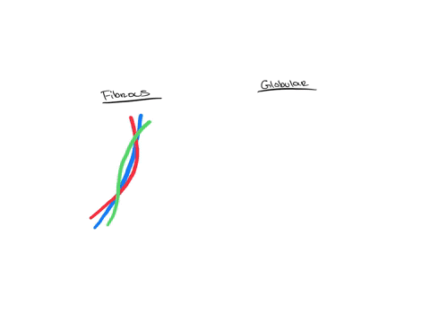 fibrous-proteins-fibrous-and-globular-proteins-globular-proteins
