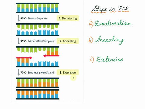 a-what-are-the-three-main-steps-of-a-pcr-cycle-and-what-is-happening-at-each-step-b-how-do-the-pcr-primers-differ-from-the-primers-used-in-dna-replication-in-a-cell-c-why-is-taq-dna-polymera-59268