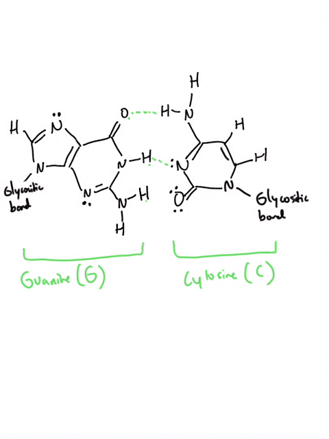 draw-a-picture-of-a-g-c-base-pair-mark-the-atoms-of-the-bases-that-can-participate-in-hydrogen-bonds-with-a-dna-binding-protein-in-the-major-groove-or-the-minor-groove-of-the-dna-69773