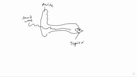 option-2-pathways-of-sound-to-the-ear-10-points-create-hand-drawn-diagram-mind-map-that-answers-the-question-how-does-the-ear-transform-sound-energy-into-neural-messages-use-color-and-create-82828
