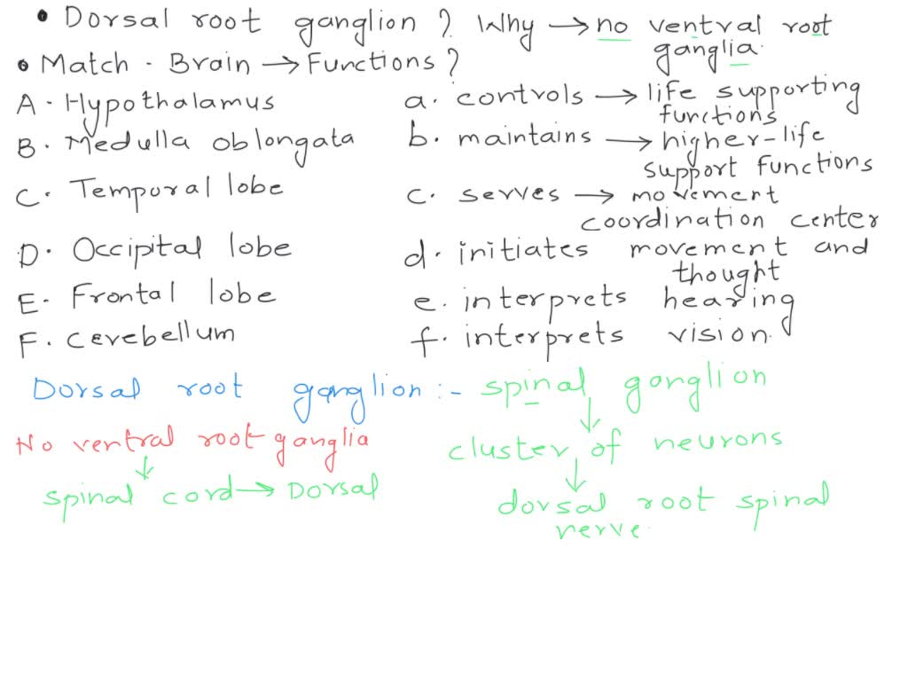 SOLVED: 25) The dorsal root carries sensory information. 27) The sacral ...