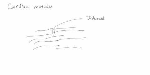 identify-the-anatomical-structures-shown-in-the-picture-of-the-cardiac-muscle-cardiacmuscle-cel-intercalateddisc-nucleus-striations-61378