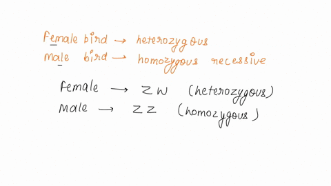 a-male-and-female-bird-have-4-unhatched-eggs-the-female-is-on-the-left-heterozygous-the-male-on-the-right-is-homozygous-recessive-what-is-the-phenotype-of-the-female-and-the-phenotype-of-the-52268