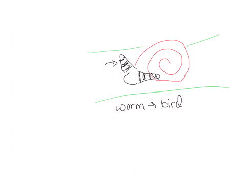 the-snail-parasite-leucochloridium-is-worm-that-eats-the-internal-organs-of-snails_-but-must-complete-its-life-cycle-by-breeding-in-the-intestines-of-birds-snails-that-are-infected-crawl-out-13553
