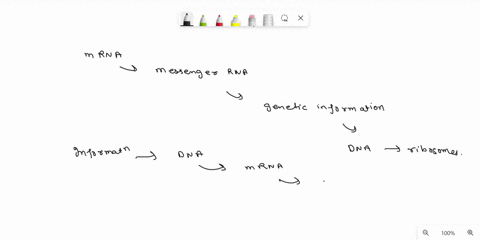 what-happens-after-mrna-is-transcribed-mrna-becomes-part-of-the-nucleolus-mrna-enters-the-cytoplasm-and-moves-to-a-ribosome-mrna-leaves-the-cytoplasm-through-the-cell-membrane-mrna-remains-i-84197