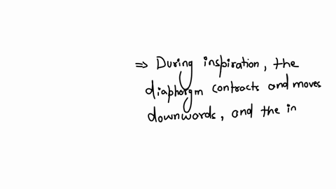 true-of-false-during-inspiration-the-lungs-constrict
