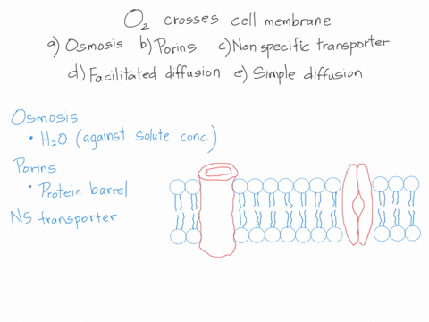oxygen-crosses-a-plasma-membrane-a-by-osmosis-b-through-porins-c-with-the-help-of-a-nonspecific-transporter-d-through-simple-diffusion-e-through-facilitated-diffusion-13991