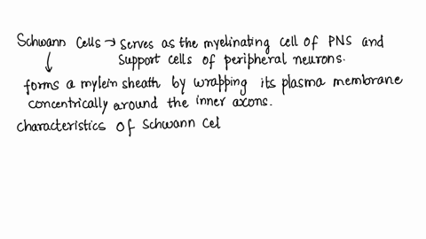 question-4-which-of-the-following-statements-is-not-characteristic-of-schwann-cells-in-wallerian-degeneration-schwann-cells-provide-physical-guidance-needed-for-the-regrowth-of-the-axon-schw-50676