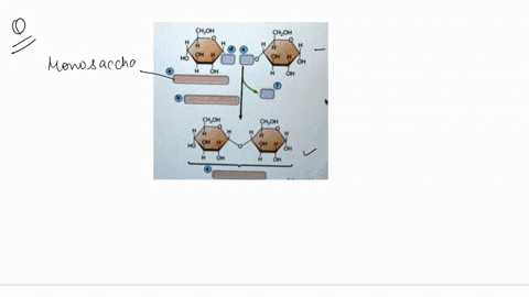 this-diagram-shows-chemical-reaction-in-which-two-glucose-molecules-combine-to-form-molecule-of-maltoso_-drag-the-labels-to-their-oppropriate-locations-in-the-diagram-first-drag-blne-labels-26163