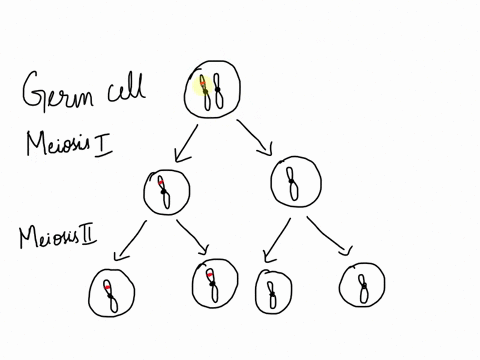 20-a-mutation-occurs-in-germ-cell-of-a-pure-breeding-wild-type-male-dog-prior-to-dna-replication-the-mutation-is-not-corrected-and-the-cell-undergoes-dna-replication-and-a-normal-meiosis-pro-91514