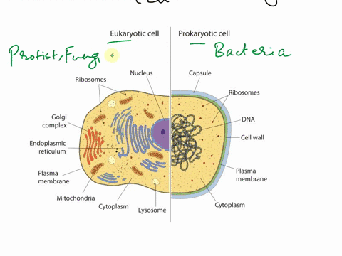 distinguish-prokaryotic-from-eukaryotic-cells-51358