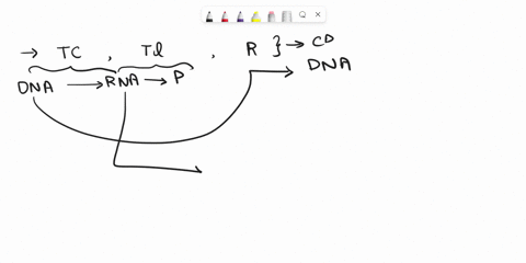 if-an-mrna-codon-is-5-aac-3-what-is-the-anticodon-sequence-in-the-trna-that-will-bring-in-the-amino-acid-during-translation-enter-you-answer-5-3-also-enter-just-letters-nothing-else-58534