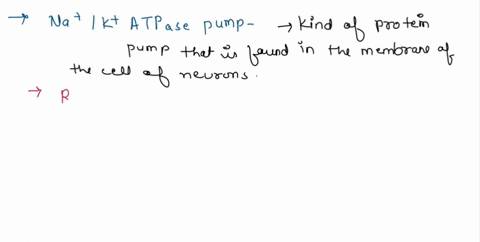 describe-the-role-of-the-sodium-potassium-atpase-pump-in-maintaining-a-neurons-resting-potential-64466