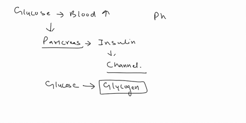 signal-rour-pancico-tho-panccas-bload-your-brain-ends-the-allor-qlucost-enter-the-cell-lowering-glucose-lovels-chinor-cell-membranus-lner-hsull-mtuch-opvn-toluases-blood-sugar-tovel-positn-f-45378