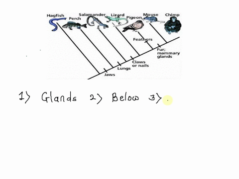according-to-this-tree-which-traits-are-shared-by-salamanders-and-mice-select-all-that-apply-hagfish-salamander-lizard-mouse-chimp-perch-pigeon-feathers-fur-mammary-glands-claws-or-nails-lun-76599