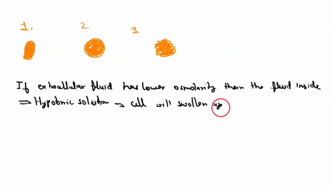 Bhc Normal Select the diagram that represents the shape of a red blood...