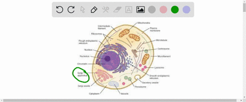 suppose-a-cells-golgi-apparatus-does-not-function-properly-how-might-this-problem-affect-other-cells-93145