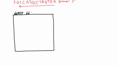 suppose-that-you-want-to-sequence-the-following-two-dna-fragments-5-cggtacggatcatc-primer-site-3-3-primer-site-tcagagttcacaaa-5-in-each-case-you-first-use-pcr-to-amplify-the-fragment-so-that-50398