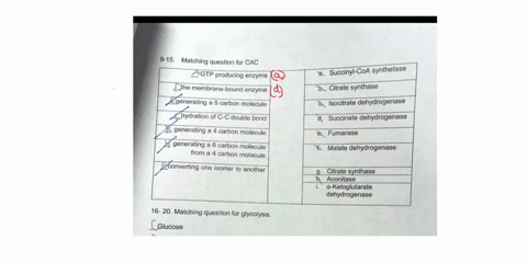 9-15-malching-question-for-cac-zgtp-producing-enzyme-khe-membrane-bound-enzyme-agenerating-carbon-molecule-hydration-of-c-c-double-bond-generating-4-carbon-molecule-generating-6-carbon-molec-67822