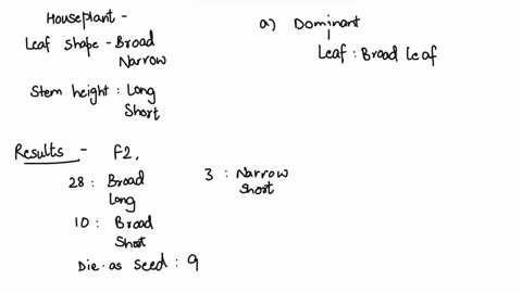 you-decide-to-study-the-genetics-of-a-hypothetical-houseplant-you-are-studying-two-traits-you-may-assume-that-each-trait-is-the-result-of-a-single-gene-leaf-shape-broad-or-narrow-stem-height-93027