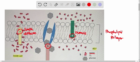 cell-membrane-and-transport-activity-water-inside-cell-glucose-ques-1-5-match-the-structure-or-process-to-number-on-the-diagram-phospholipid-bilayer-osmosis-simple-diffusion-facilitated-diff-64499