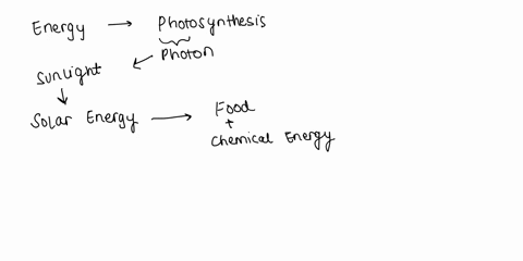 what-are-the-steps-of-how-energy-is-transformed-in-plant-cells-39332