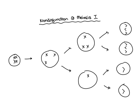 what-happens-in-mieosis-1-when-homologous-chromosomes-fail-to-disjunction-74659