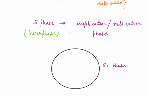 during-which-stage-of-the-cell-cycle-do-the-chromosomes-duplicate-multiple-choice-nces-interphase-interphase-g1-interphase-g2-prophase-tclophase-prev-1-0-20-19203