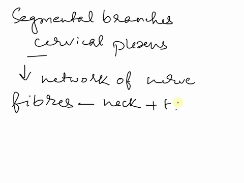 which-of-the-following-are-served-by-the-segmental-branches-in-the-cervical-plexus-prevertebral-muscles-o-middle-scalene-and-prevertebral-muscles-o-middle-scalene-muscle-o-infrahyoid-muscle-47287