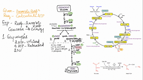 what-is-ghe-total-gross-number-of-atp-produced-via-oxidative-phosphorylation-in-glycolysis-56545