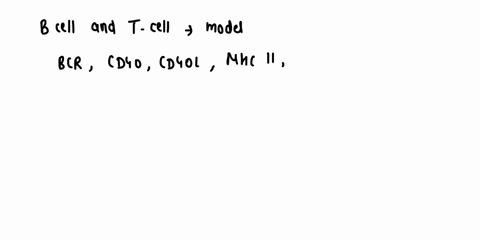 module-b-activation-and-antibody-production-x4-describe-the-interaction-between-the-b-cell-and-the-helper-t-cell-in-model-make-sure-include-all-the-receptors-involved-when-_-8-cell-s-activat-51882