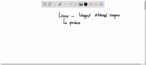 the-liver-is-attached-to-which-part-of-the-digestive-system
