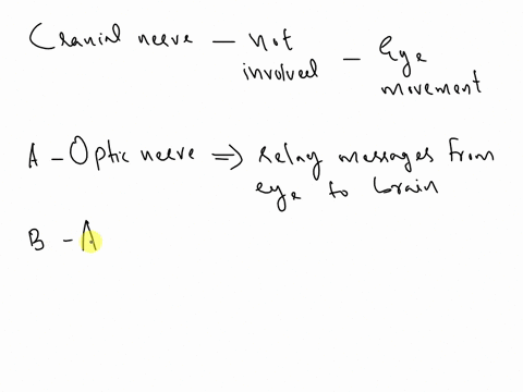 which-cranial-nerve-is-not-involved-in-eye-movement-oaoptic-nerve-ii-obabducens-nervevi-octrochlear-nerve-iv-oooculomotor-nerve-iii-00338