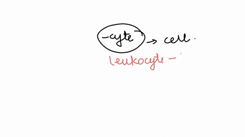 the-suffix-cyte-means