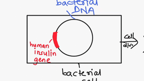 the-diagram-below-shows-some-key-steps-of-a-biotechnological-procedure-what-development-does-the-letter-x-most-likely-represent-a-human-cells-able-to-resist-antibiotics-b-human-cells-unable-81695