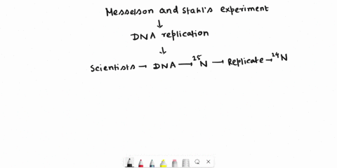 once-the-pattern-found-after-one-round-of-replication-was-observed-meselson-and-stahl-could-be-confident-of-which-of-the-following-conclusions-please-provide-an-explanation-for-the-answer-re-56414