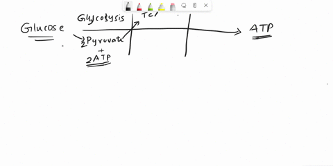 how-much-atp-would-a-cell-produce-when-growing-a-2mm-maltotriose-solution-using-aerobic-respiration-maltotriose-is-a-trisaccharide-of-three-glucose-monomers-00271