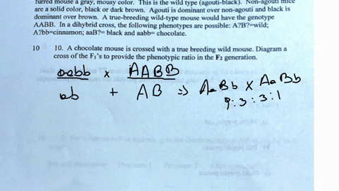 for-the-following-genetics-problems-use-the-information-provided-here-fur-color-in-mice-is-determined-by-two-pairs-of-alleles-agouti-non-agouti-and-black-brown-agouti-determines-the-presence-46323