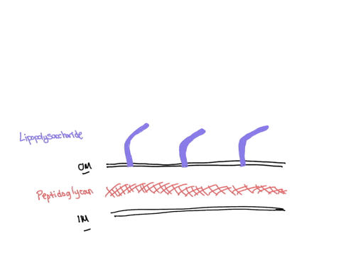 infections-with-gram-negative-bacteria-often-result-in-fevers-what-molecules-are-causing-this-reaction-00887