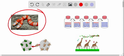 identify-and-define-the-four-forces-of-evolution-provide-an-actual-or-possible-real-world-example-of-each-answer-the-question-as-an-essay-with-out-using-out-side-source-00602