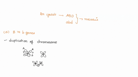 2-a-dipoid-yeast-was-abd-on-one-chromosome-and-abd-on-the-other-the-yeast-cell-underwent-meiosis-and-the-four-genomes-in-the-resulting-tetrad-were-analyzed-and-determined-to-be-abd-abd-abd-a-62059