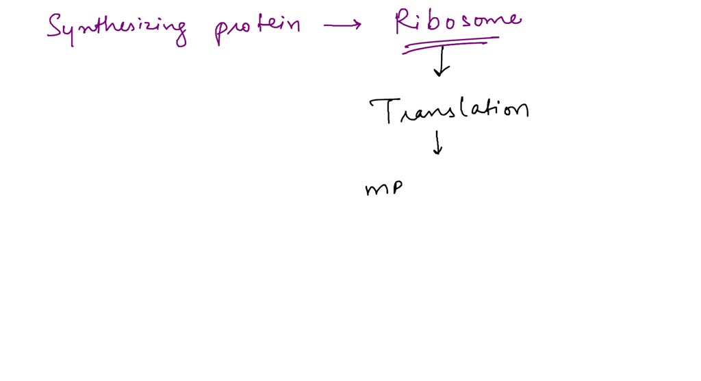at the time of transcription synthesis of mrna takes place in
