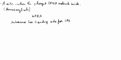during-elongation-in-translation-to-which-ribosomal-site-does-an-incoming-charged-trna-molecule-bind-a-a-site-b-b-site-c-e-site-dp-site-78248