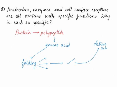 antibodies-enzymes-and-cell-surface-receptors-are-all-proteins-with-specific-functions_-why-is-each-so-specific-what-determines-the-specificity-how-can-dna-code-for-a-non-protein-molecule-su-57277