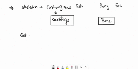 what-are-the-difference-between-cartilage-and-bony-fish-11139